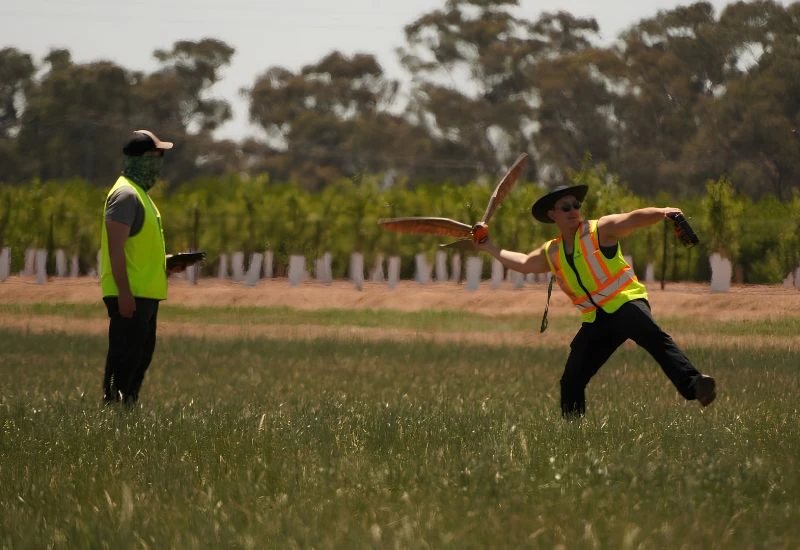 he RoBird drone being trialled in Shepparton, Victoria between November 2025 and May 2026, AERIUM Analytics 