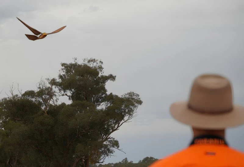 Robo bird takes to moreton bay skies
